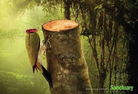 Campagne de sensibilisation contre la déforestation, fondation Sanctuary Asia 